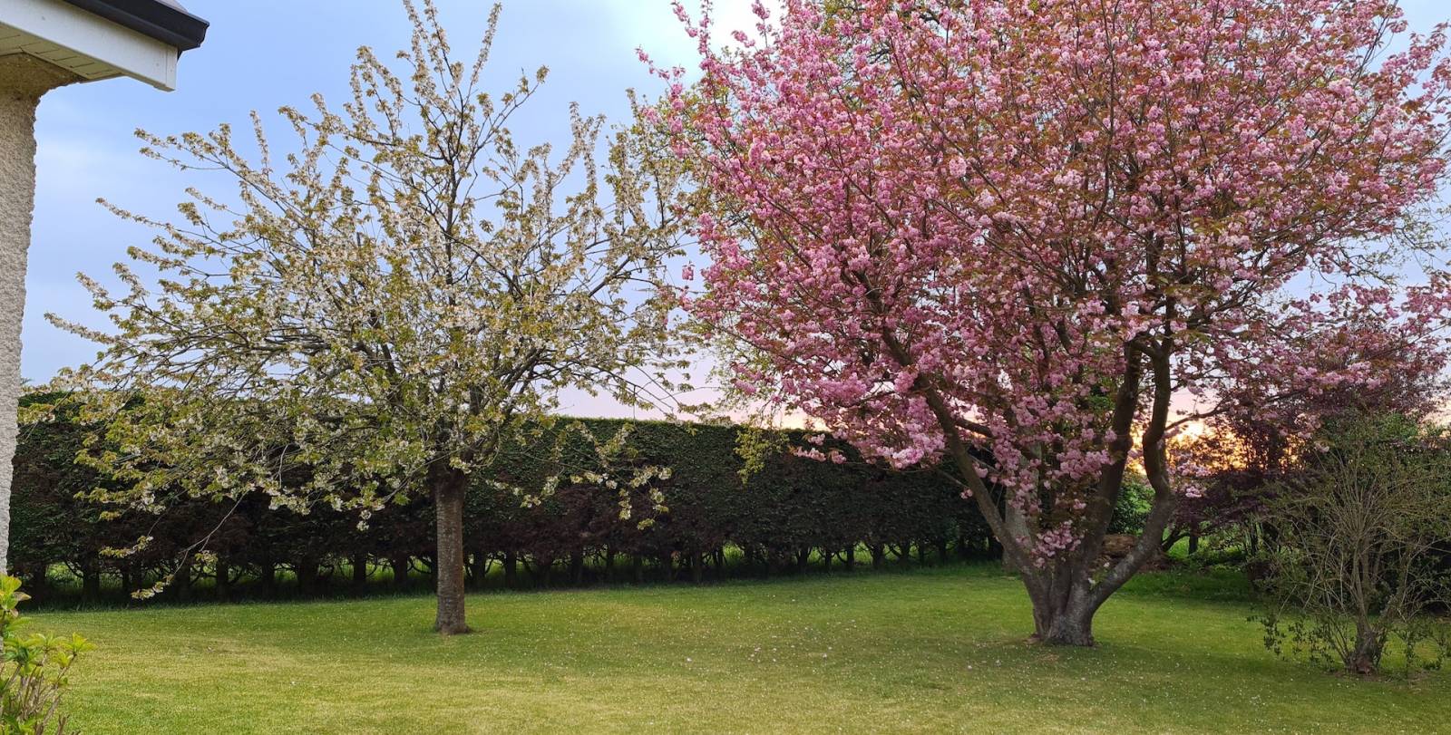 Le jardin